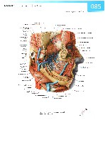 Sobotta Atlas of Human Anatomy  Head,Neck,Upper Limb Volume1 2006, page 92